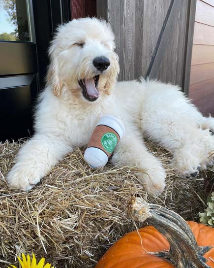 597E58C2-4403-40CC-A725-DBB60BA379E0