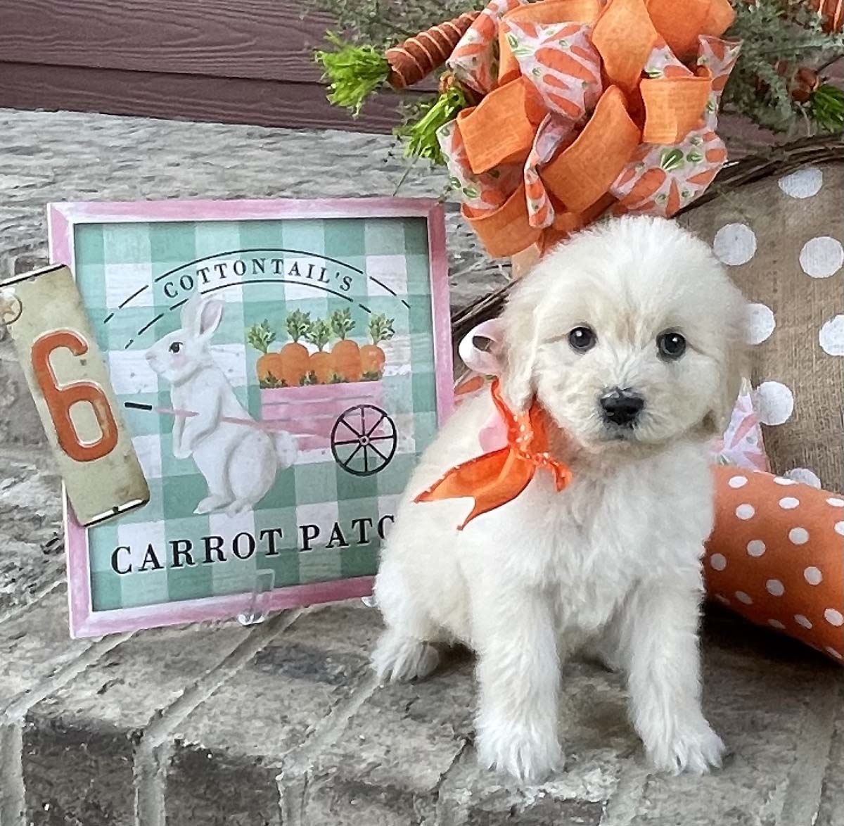 Details and Weekly Photos – The Carrot Patch – Red Barn Doodle Farm
