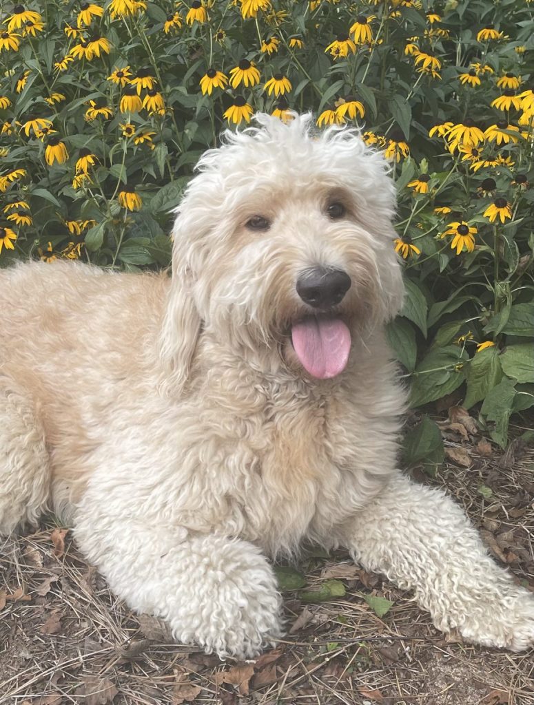 Dad, "Dune" - F1 Goldendoodle