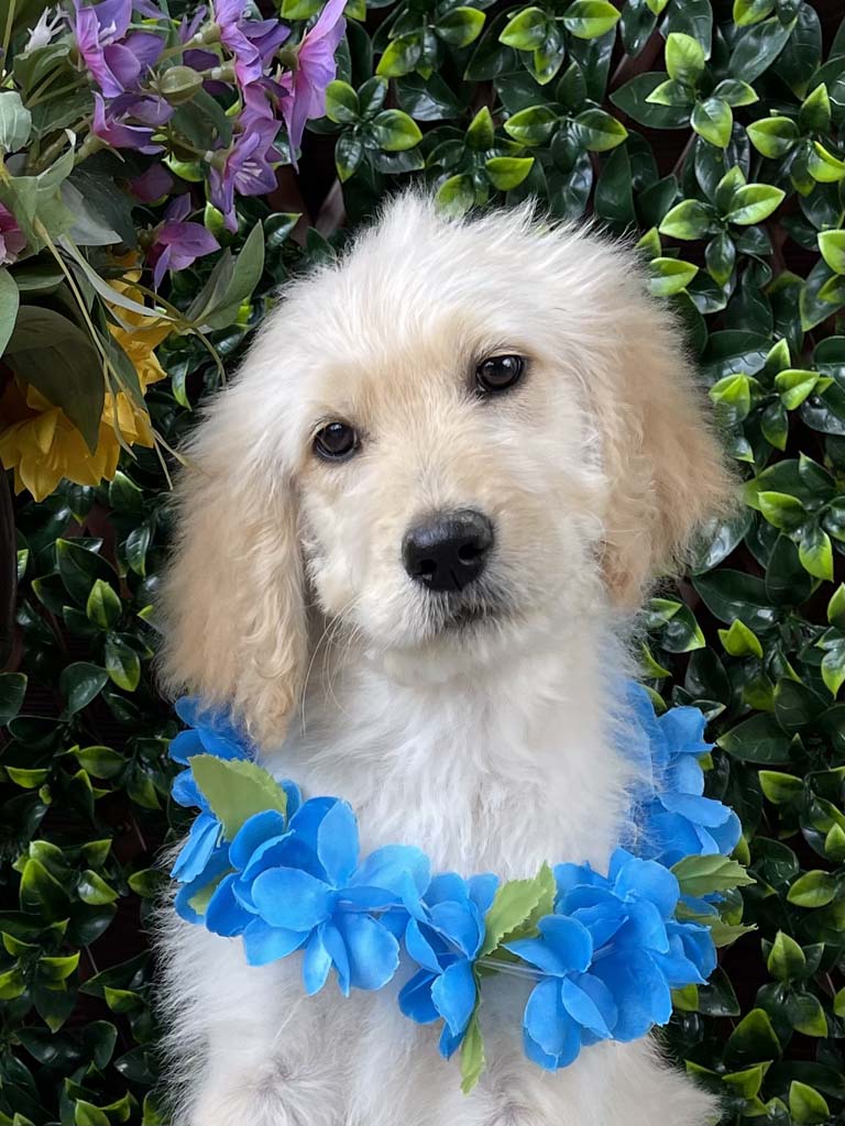 Festival of Trees Collar - BoySOLD Congratulations to the Barton Family