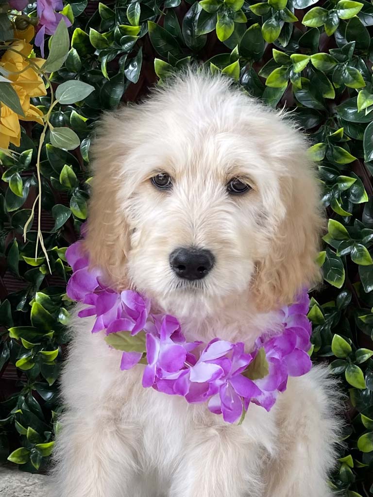 Gingerbread Man Collar, Boy SOLDCongratulations to the Petitpas Family