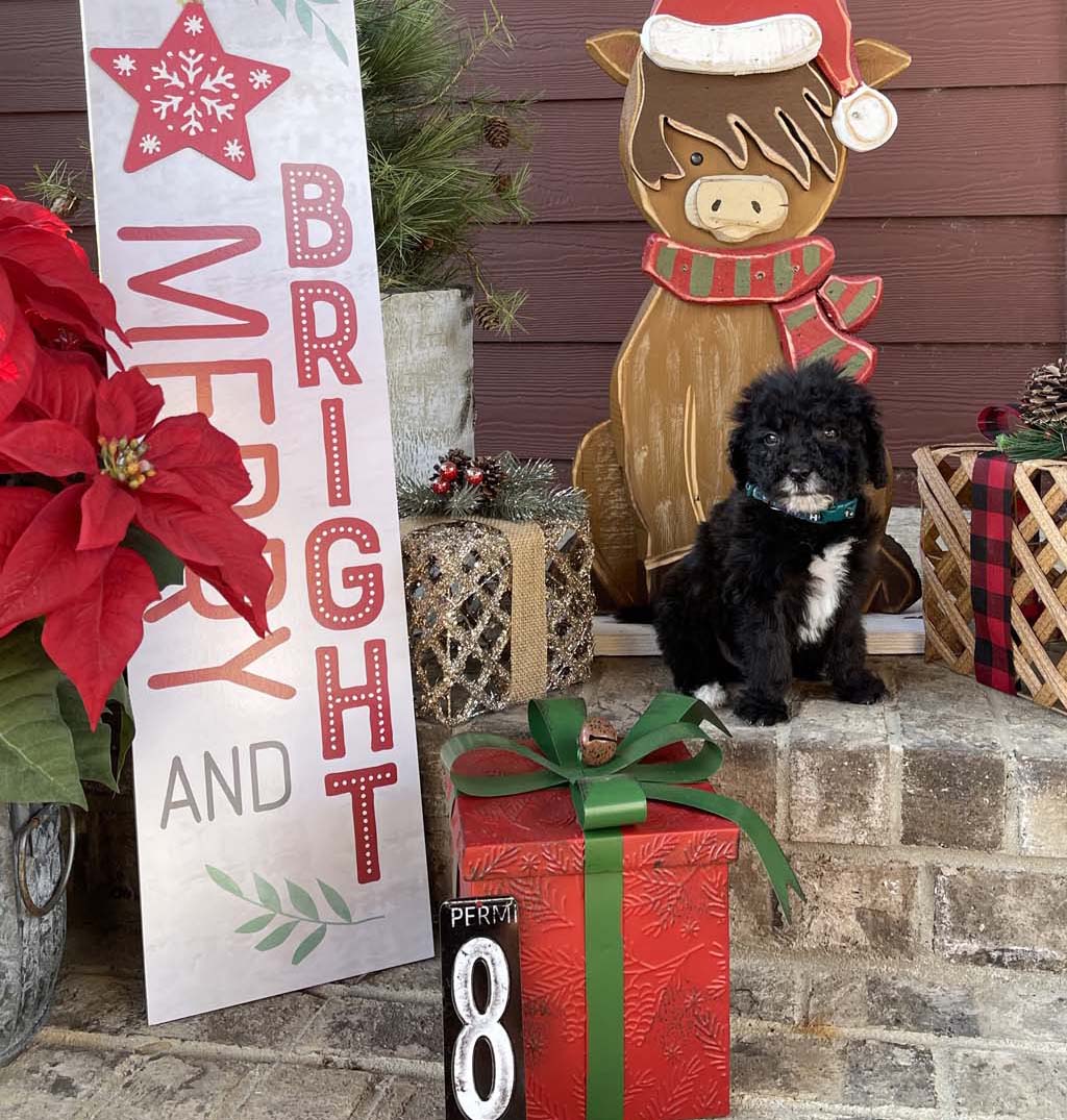 "Ho Ho Ho" - Boy Available