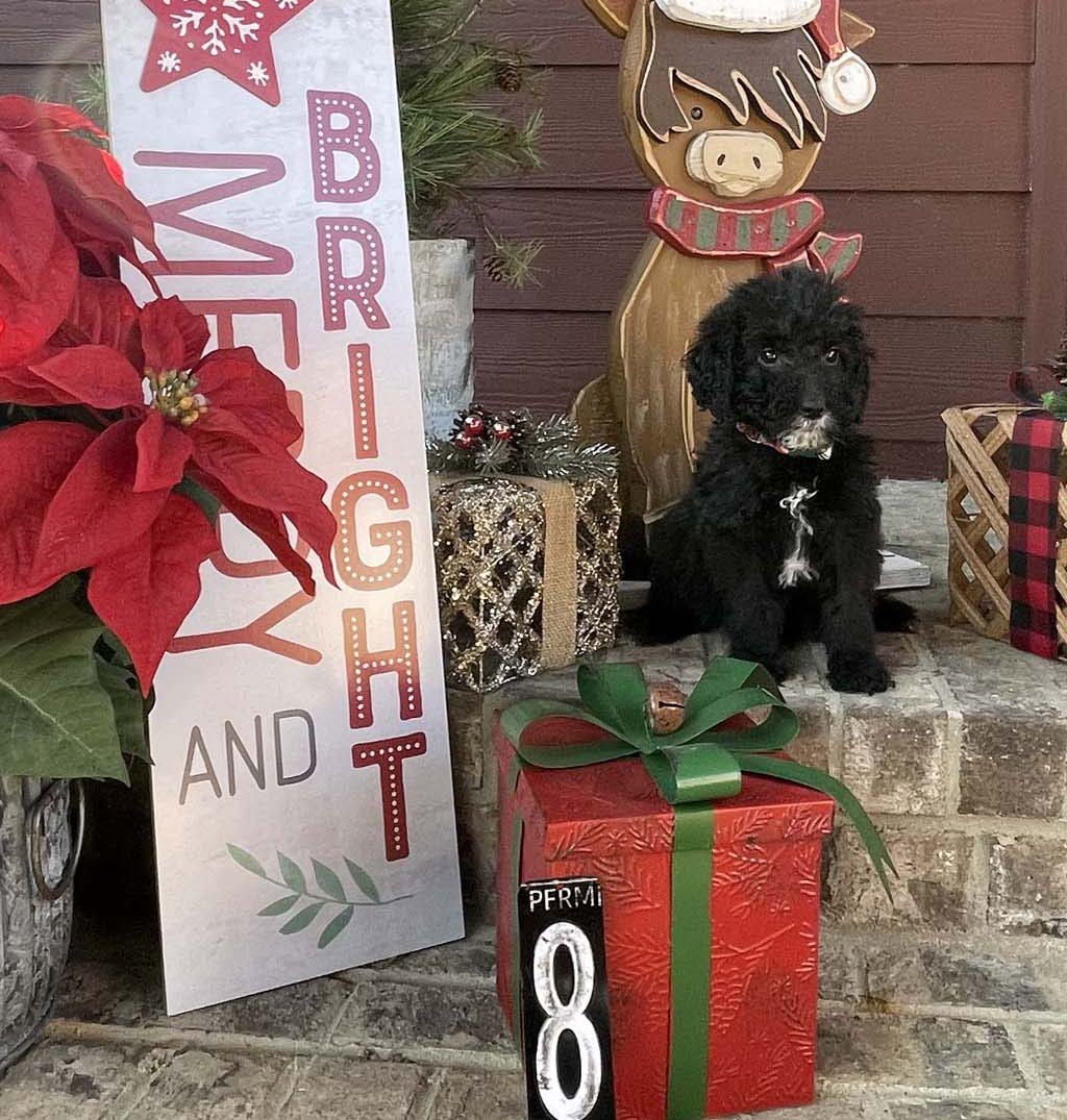 "Holiday Plaid" - Boy Sold - Congratulations to the White Family