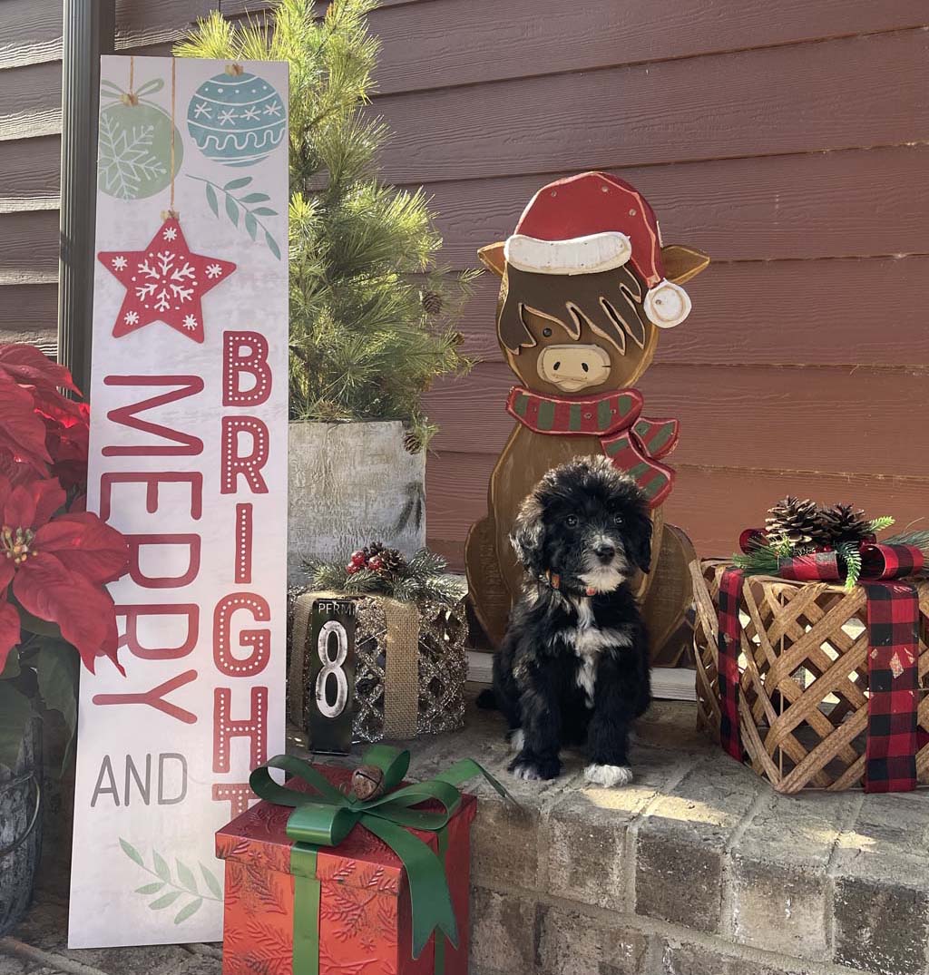 "Naughty and Nice"  collar - GirlSold - Congratulations to the Stephens Family