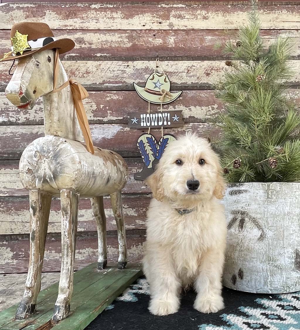 Lone Star Collar -  Boy AVAILABLE