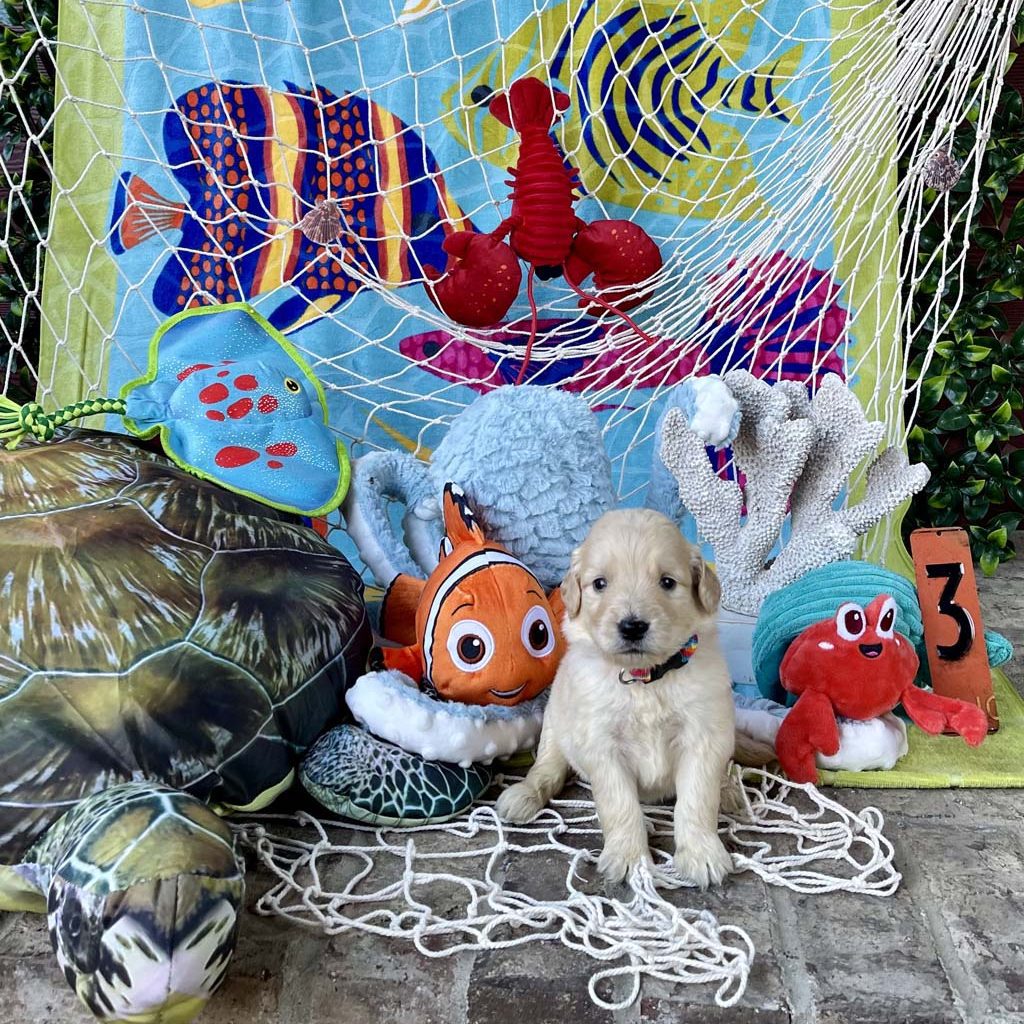 "Beach Ball Tie Dye" - GirlAVAILABLE