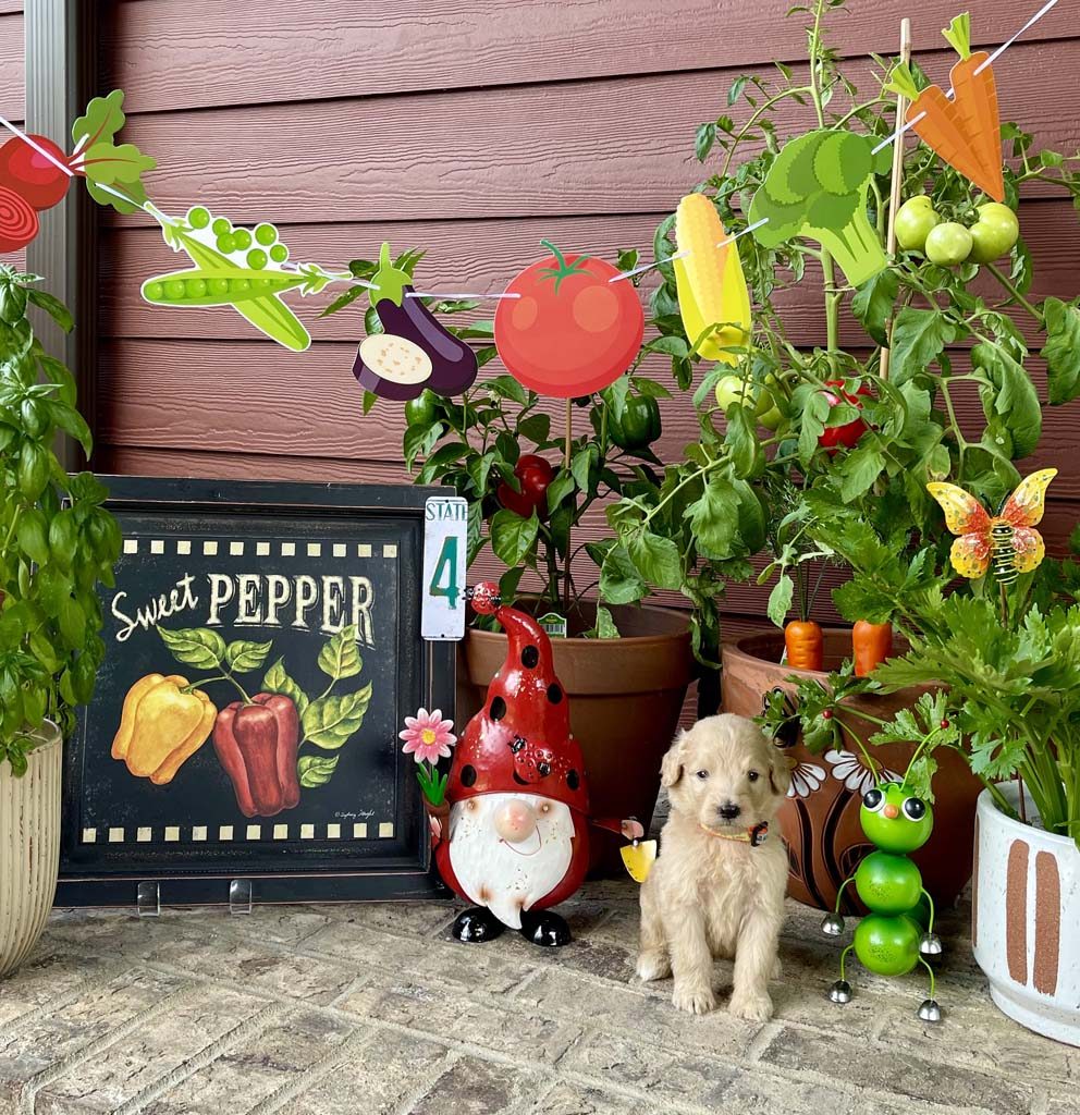 "Cool Carrots" - Boy AVAILABLE