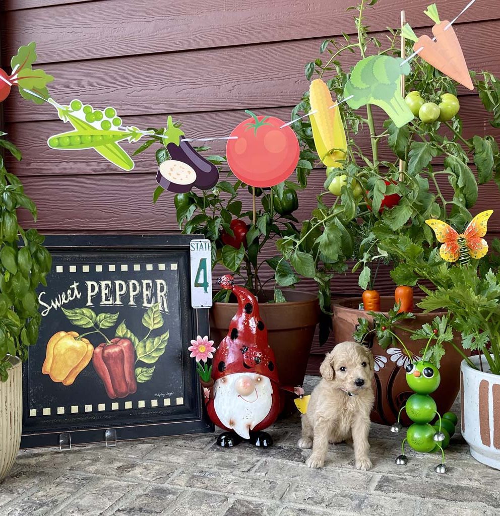 "Berry Berry Strawberry " - Girl AVAILABLE