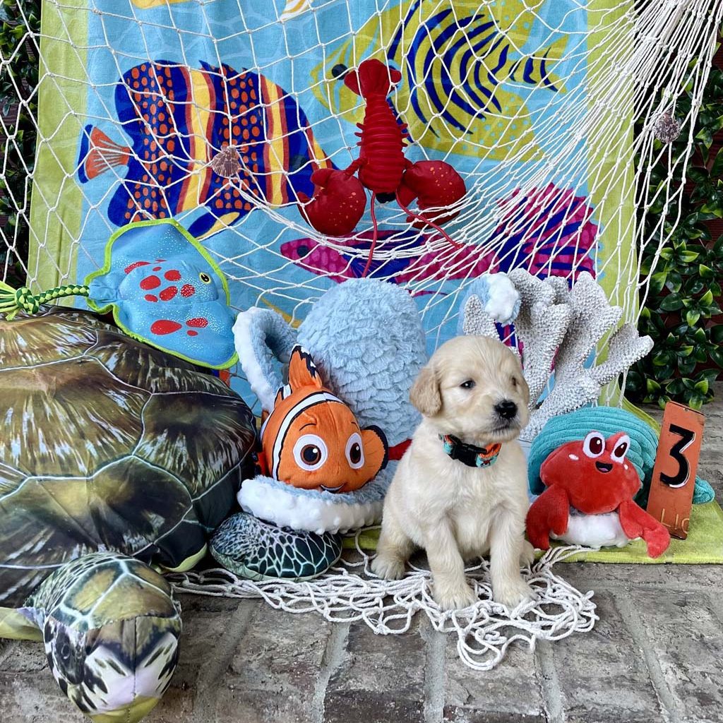 "Mr. Krabs" (crab) - Boy 
AVAILABLE