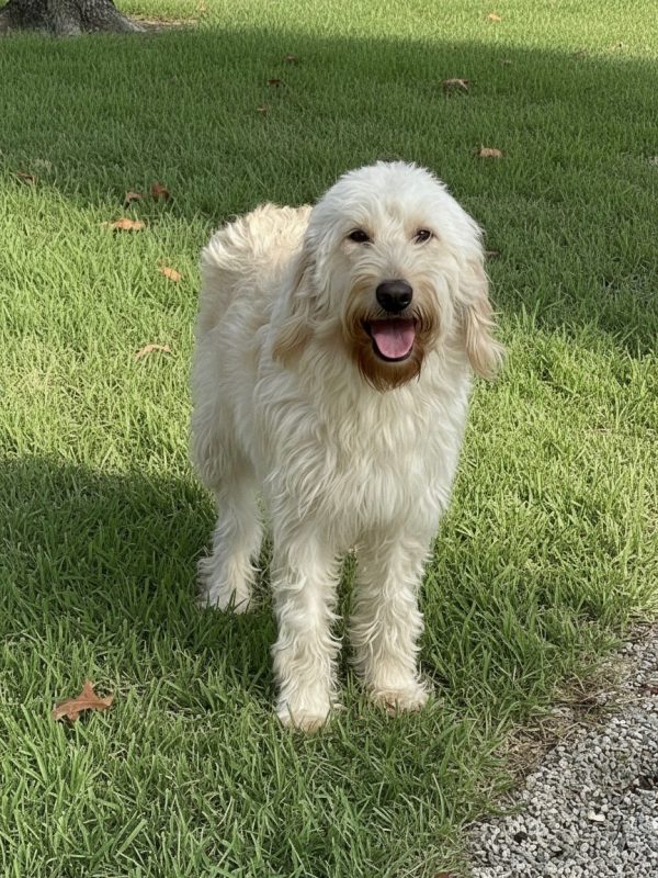 {"tiktok_developers_3p_anchor_params":"{"source_platform":"mobile_1","pictureId":"CCC1E806-2FD6-41C8-9997-036AED055B80","product":"vicut","source_type":"vicut","region":"US","editType":"image_edit","capability_name":"ai_photo_editor,capcut_photo_editor","client_key":"aw889s25wozf8s7e","enterFrom":"edit_tool","appVersion":"16.8.0","os":"ios"}","source_type":"vicut","data":{"client_key":"aw889s25wozf8s7e","product":"vicut","region":"US","source_type":"vicut","editType":"image_edit","source_platform":"mobile_1","os":"ios","pictureId":"CCC1E806-2FD6-41C8-9997-036AED055B80","enterFrom":"edit_tool","appVersion":"16.8.0","capability_name":"ai_photo_editor,capcut_photo_editor"}}