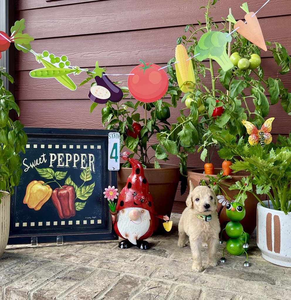 "Doodle Bugs" - Boy AVAILABLE