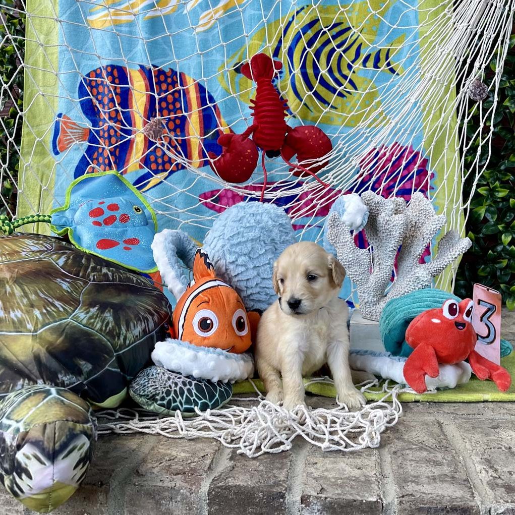 "Fins Up" (tropical fish) Girl - AVAILABLE