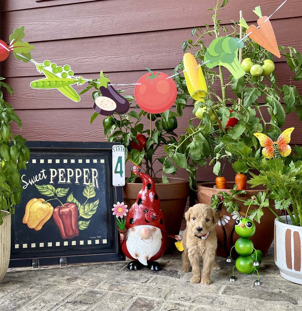 "Pink Butterfly" - Girl 
AVAILABLE