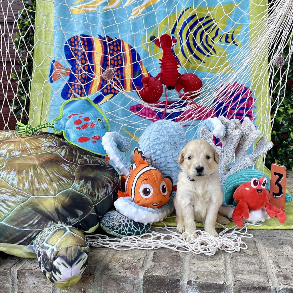 "Chomp" (shark) - Boy AVAILABLE