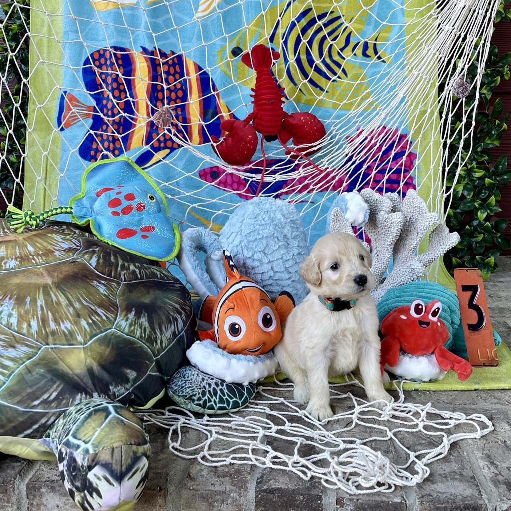 "Pinchers" (lobster) - Girl 
AVAILABLE