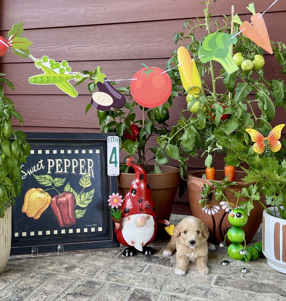 "Princess Peach" - Girl AVAILABLE