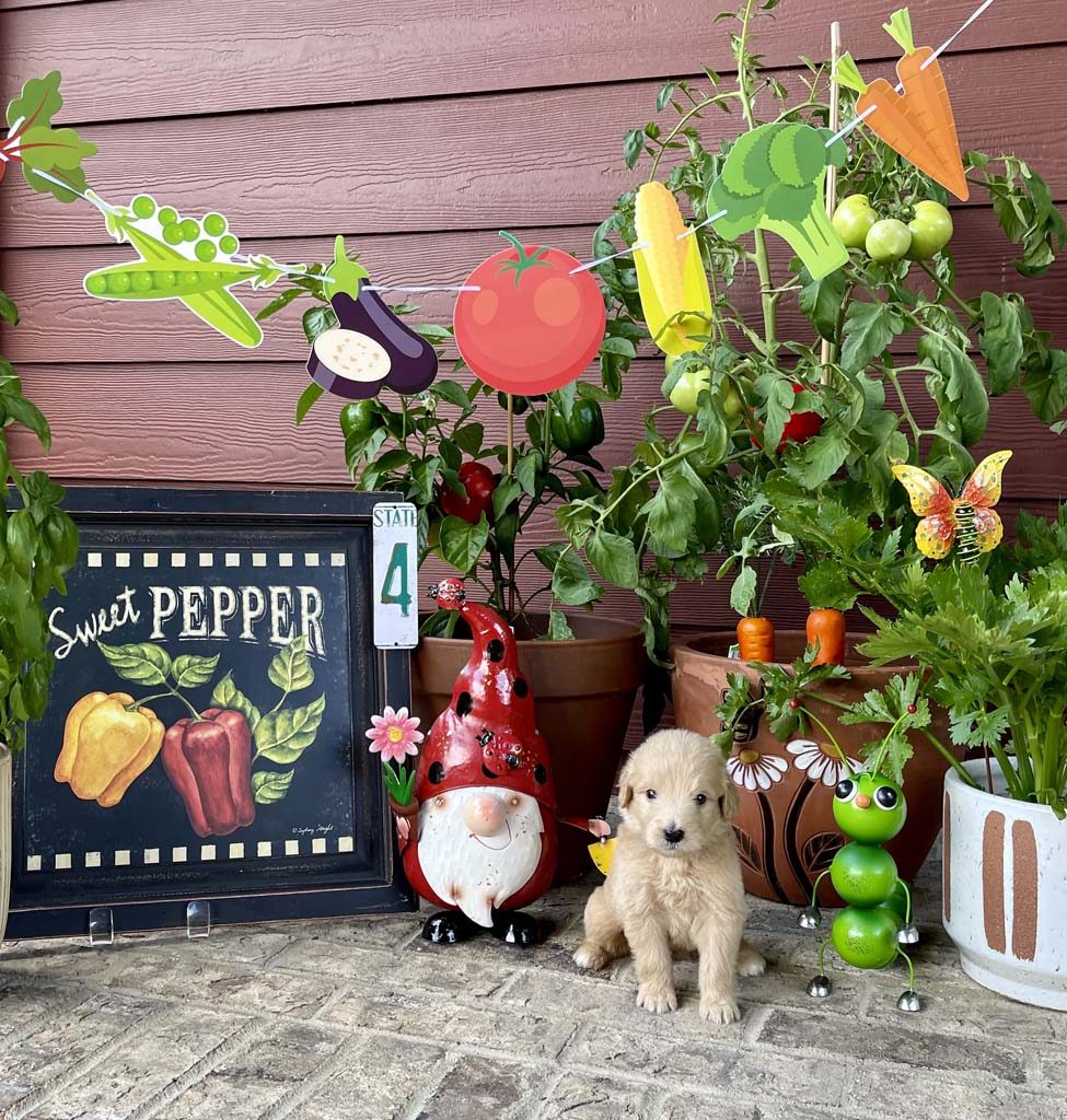 "Blue Bananas" - Boy 
AVAILABLE