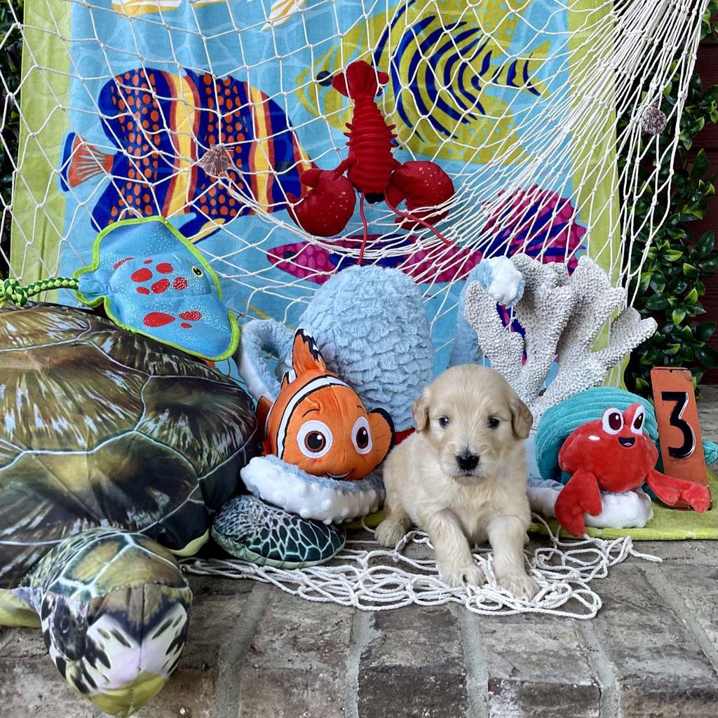 "Squirt" (whale) - Boy AVAILABLE