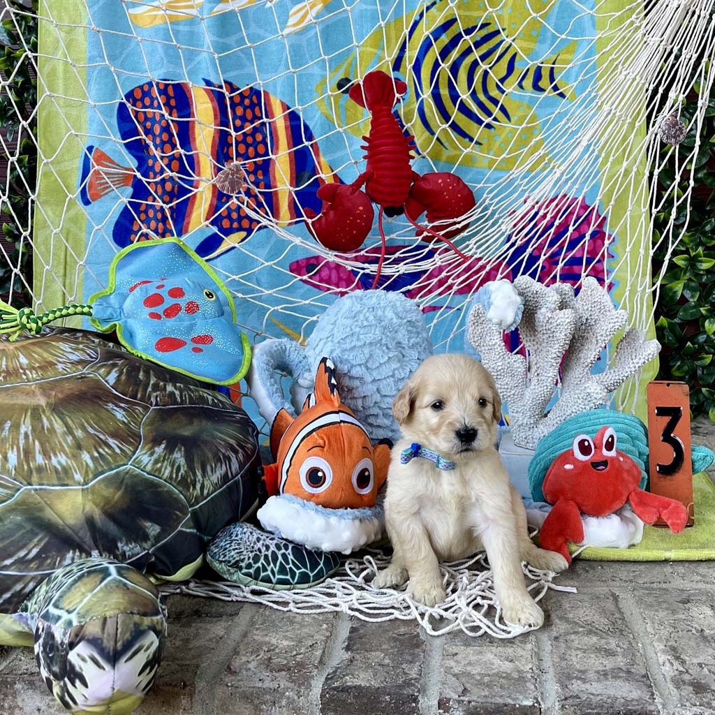 "Rainbow Fish" - Girl AVAILABLE