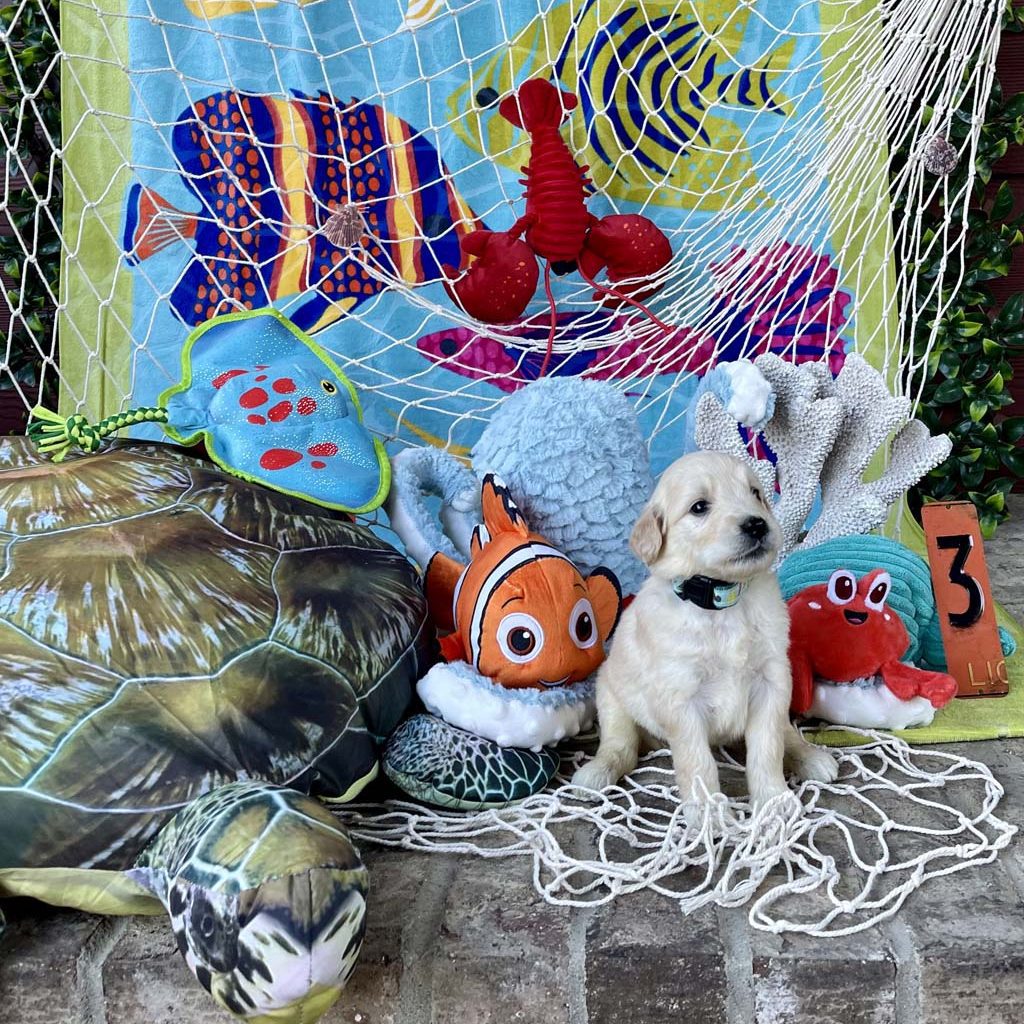 "Sea Shells by the Seashore" - Girl 
AVAILABLE