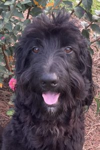 Dad, "Bear," F1 Goldendoodle
