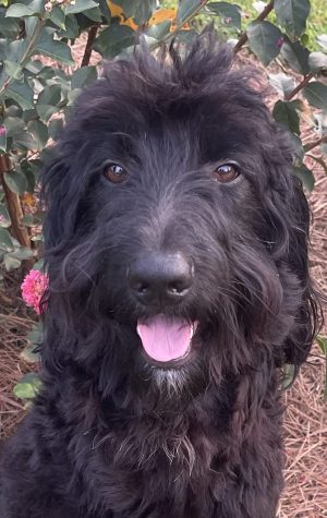 Dad, "Bear," F1 Goldendoodle