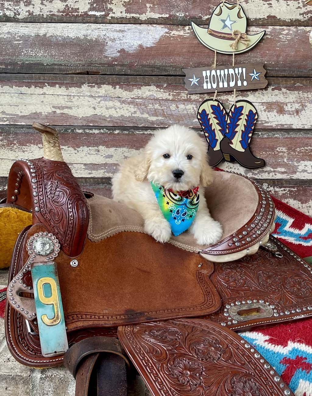Blue Horseshoe Collar -  Boy AVAILABLE