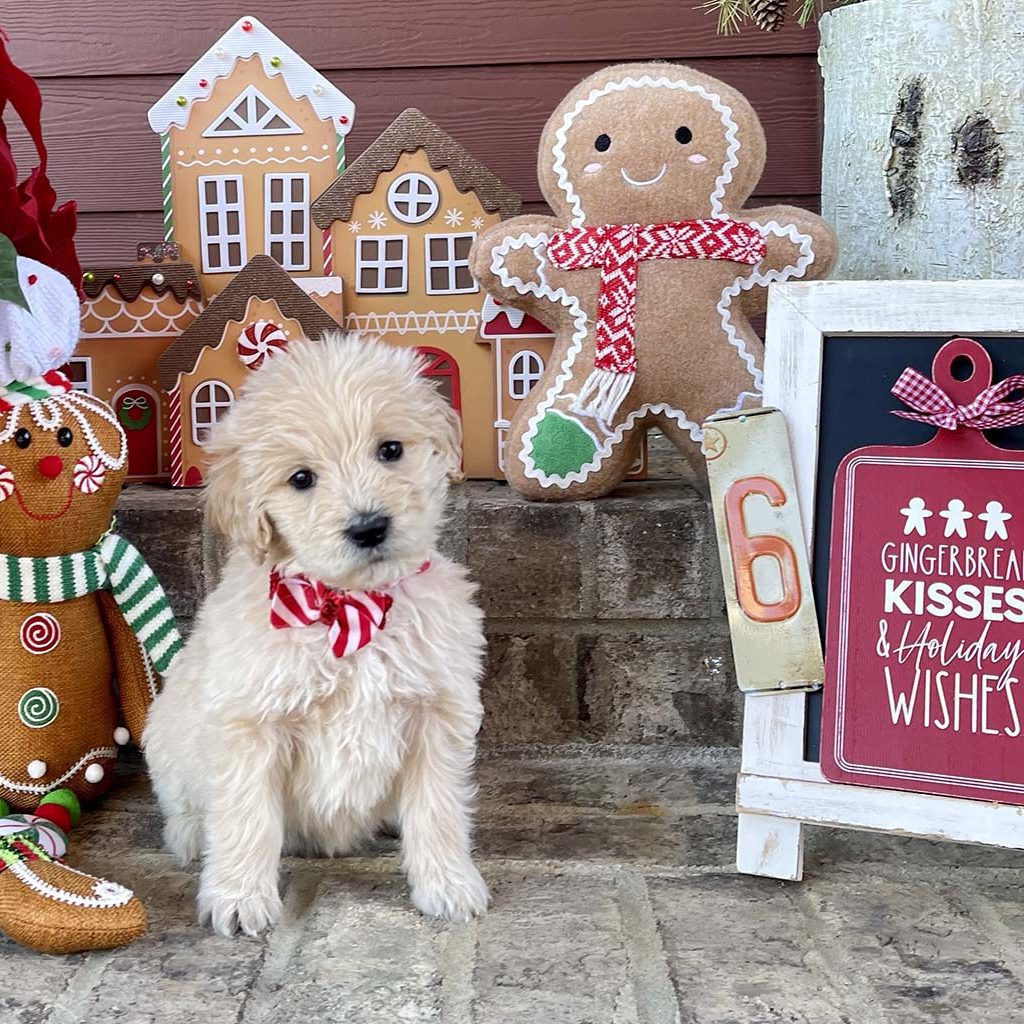 Candy Cane Collar - Girl SOLD -  Congratulations the DiBona family