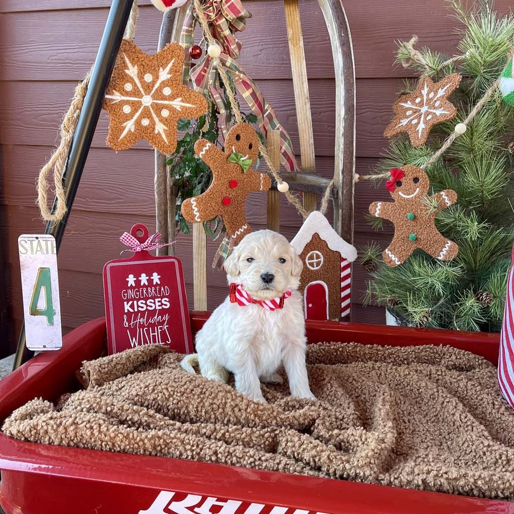 Candy Cane Stripe Collar - GirlAVAILABLE
