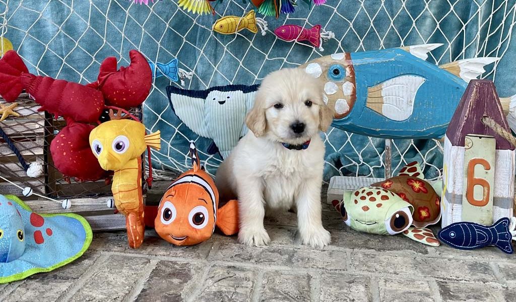 Chomp (shark) -Boy SOLD - Congratulations to the Gustavson family