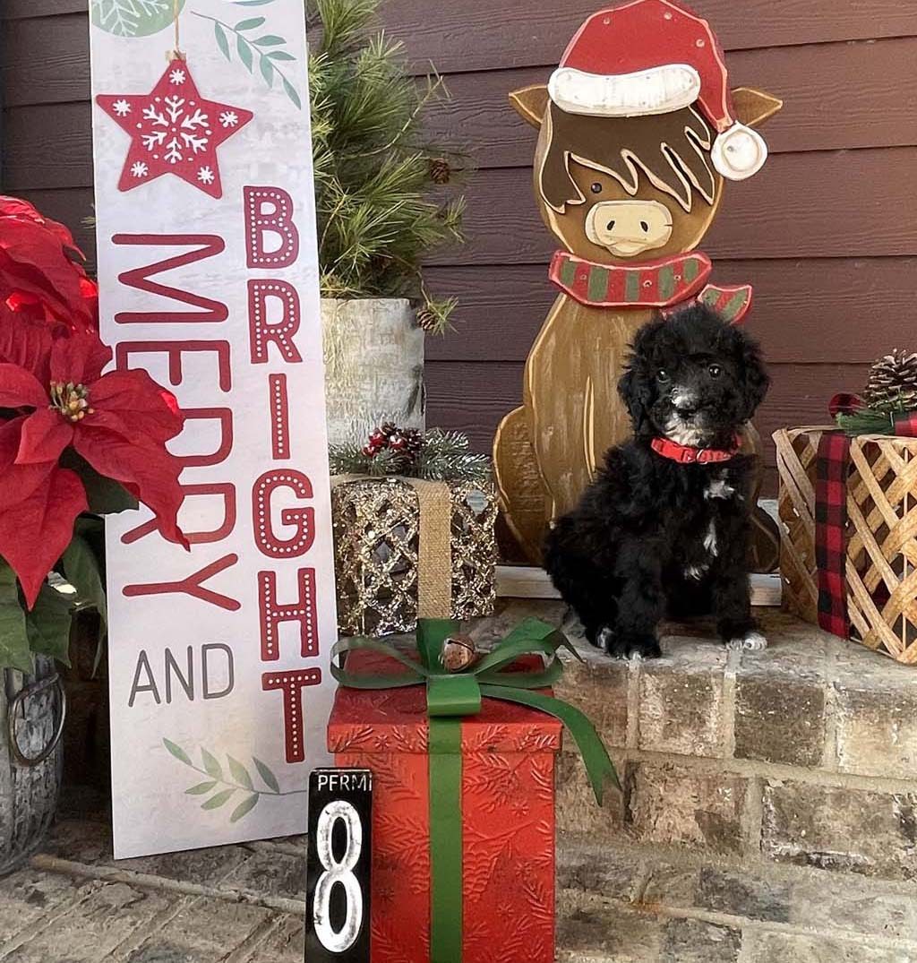 "Christmas Gifts" - Girl Sold - Congratulations to the Dickinson Family