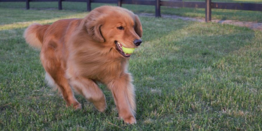 Dad: “Clemson” Golden Retriever