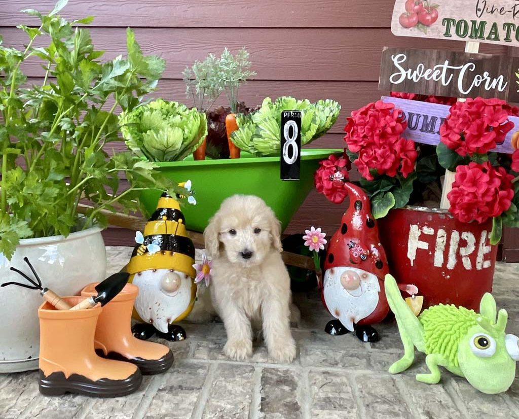 "Cool Carrots" - Boy  Sold - Congratulations to the Rughubeer family