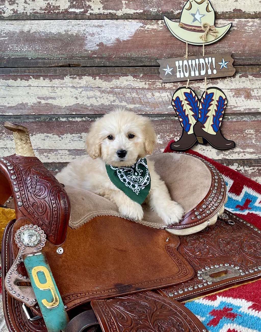 Desert Cactus Collar - Boy AVAILABLE