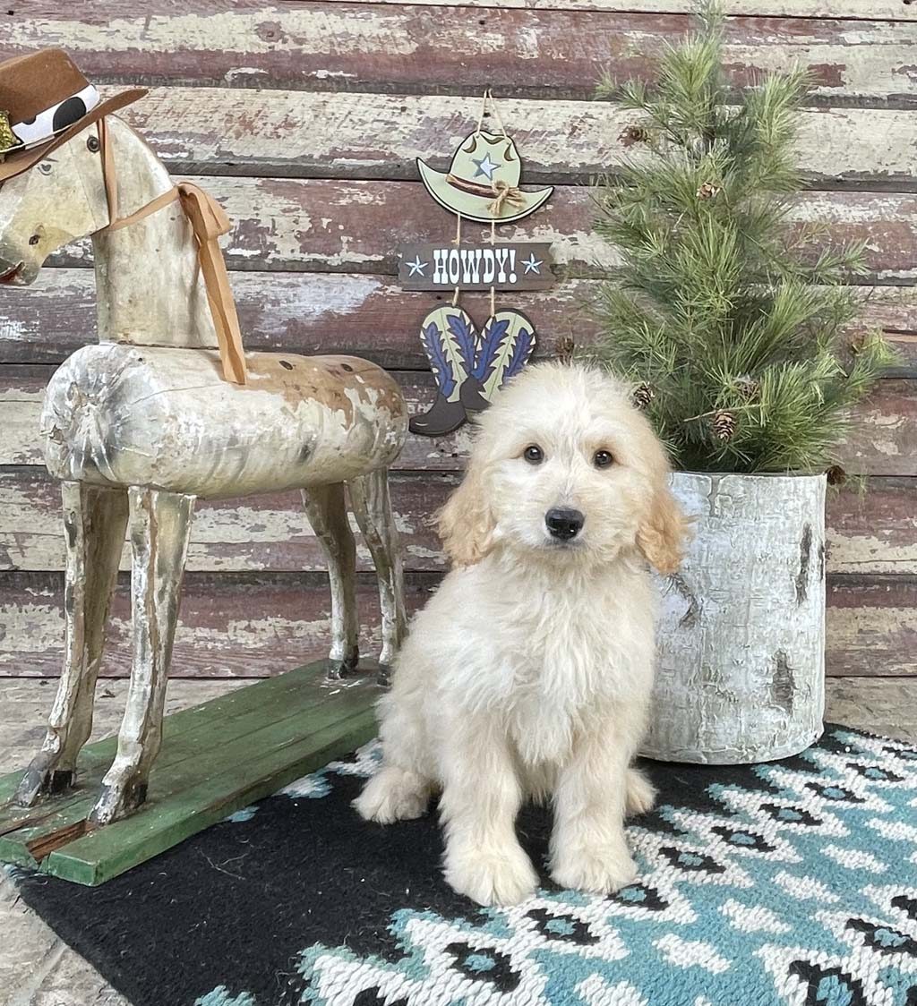 Desert Cactus Collar Boy AVAILABLE