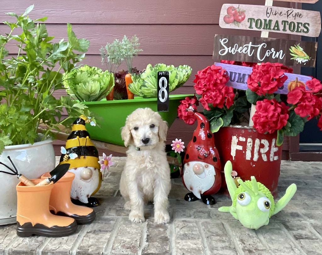 "Doodle Bugs" - Boy SOLD - Congratulations the Middleton family