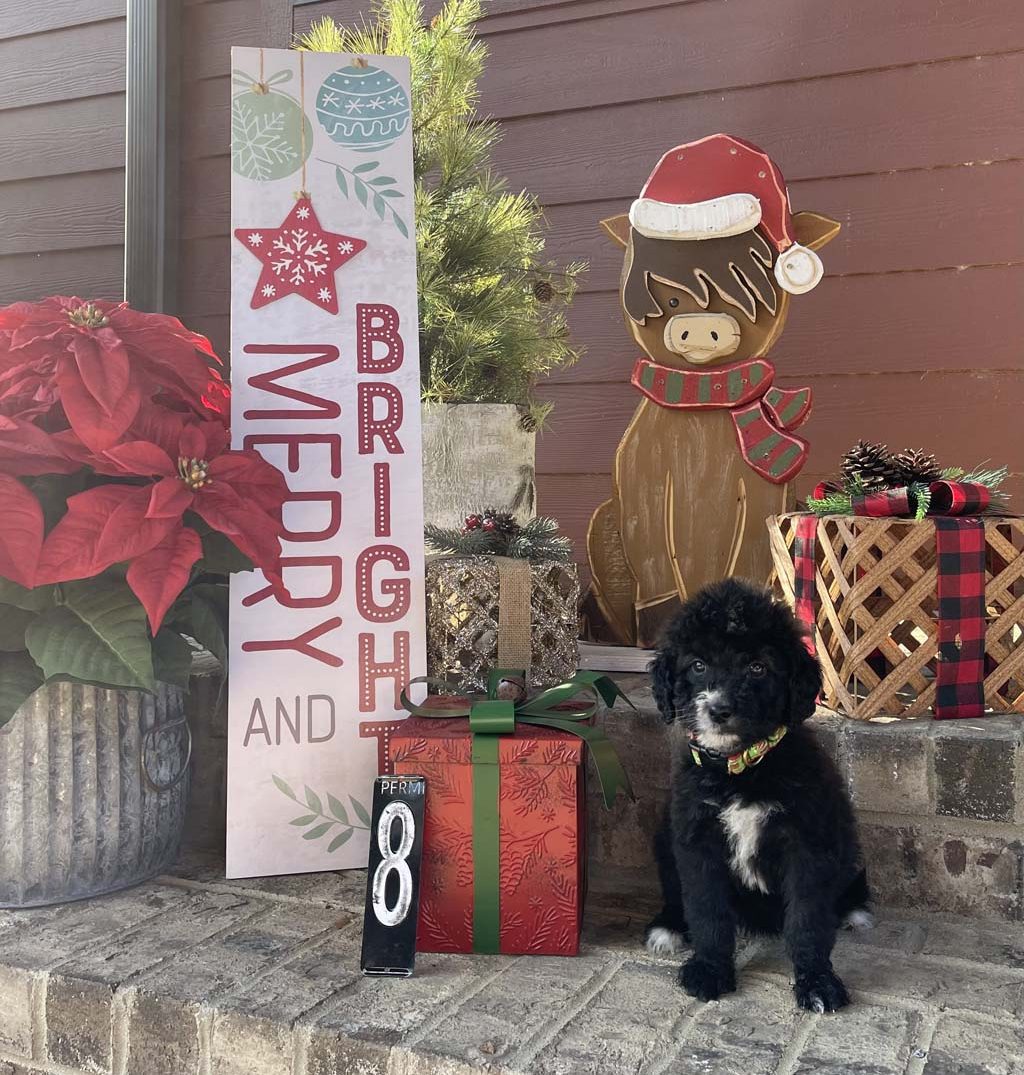 "Elves Hats & Shoes" - GirlAvailable