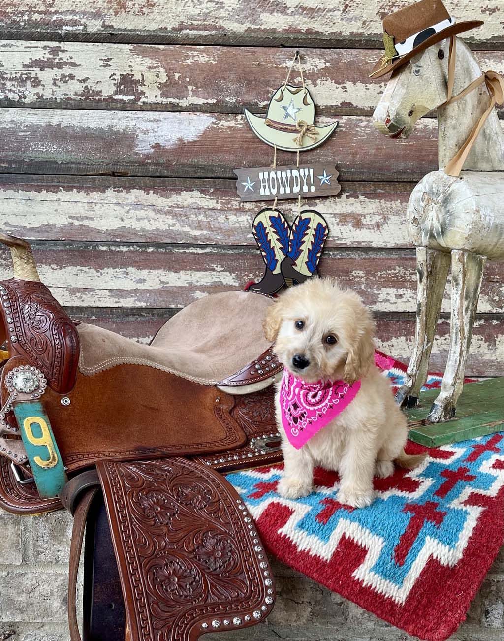 Fancy Boots Collar - Girl AVAILABLE
