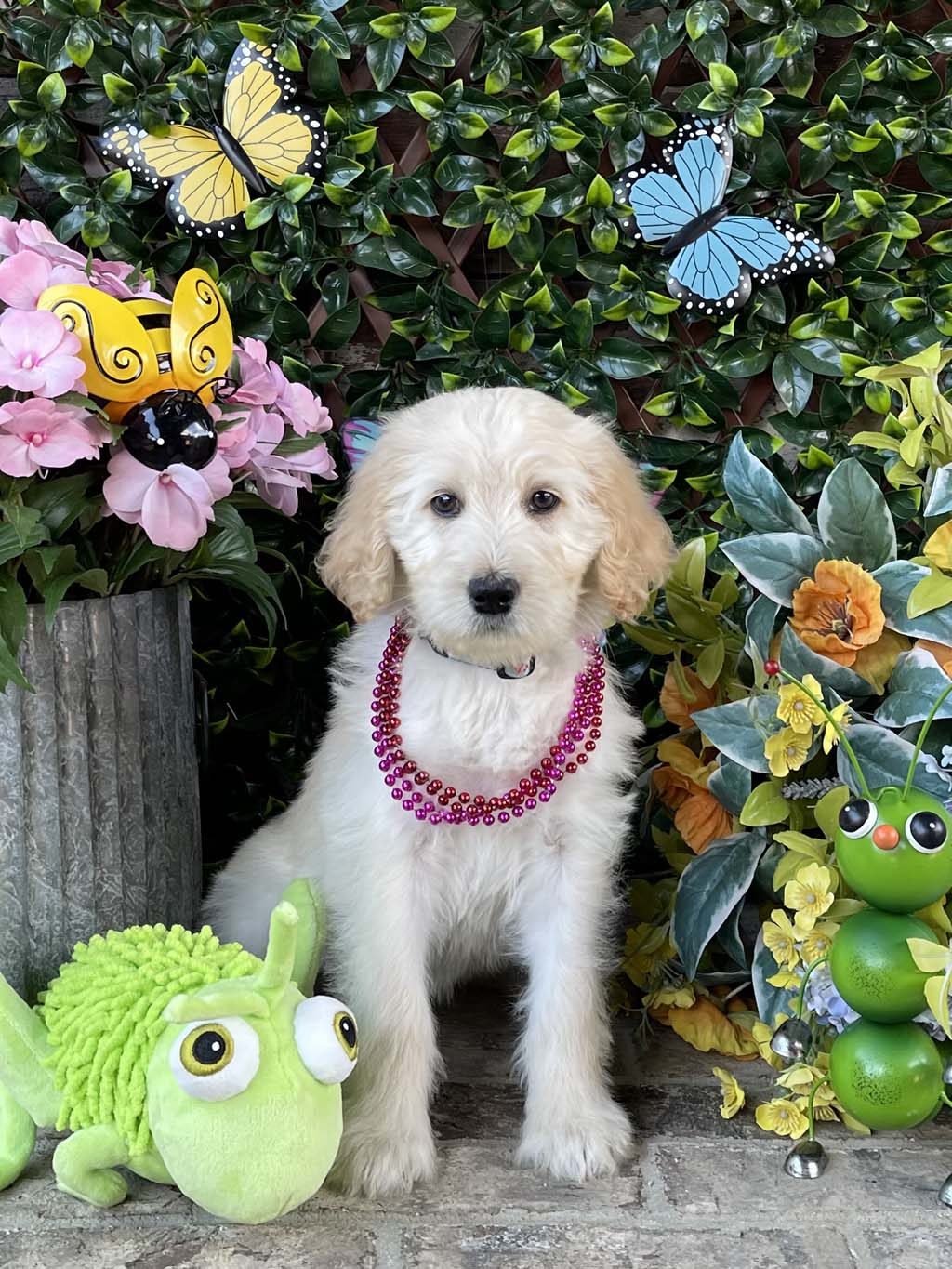 "Fancy Fish" Collar
- Girl AVAILABLE