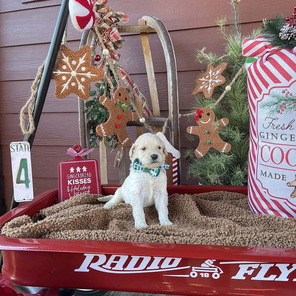 Festival of Trees Collar - BoyAVAILABLE