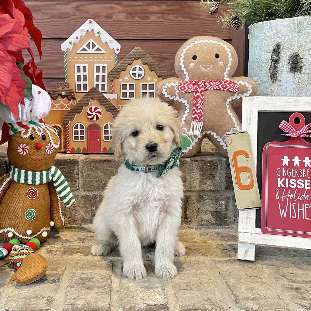 Festival of Trees Collar -Boy AVAILABLE