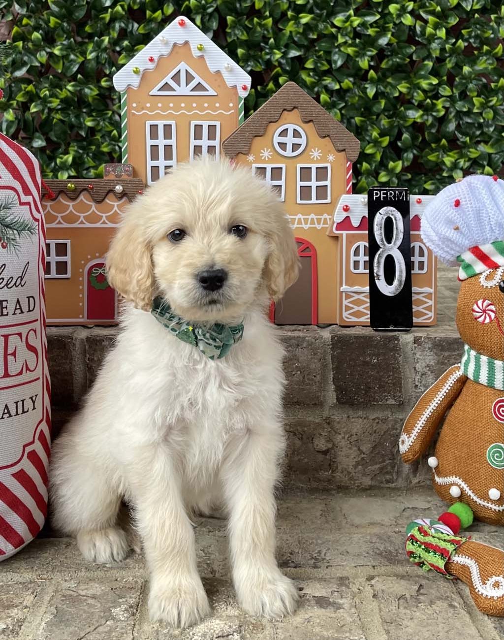 Festival of Trees Collar - Boy AVAILABLE