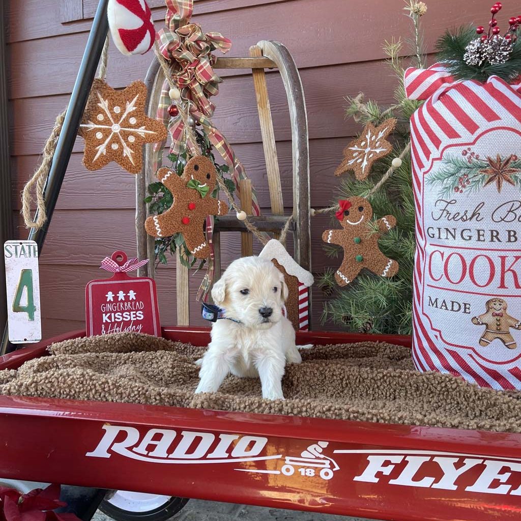 Frosty the Snowman Collar - BoyAVAILABLE