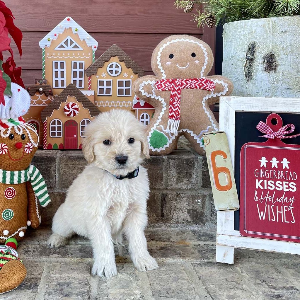 Frosty the Snowman Collar - Boy SOLD  - Congratulations to the Johnson Family