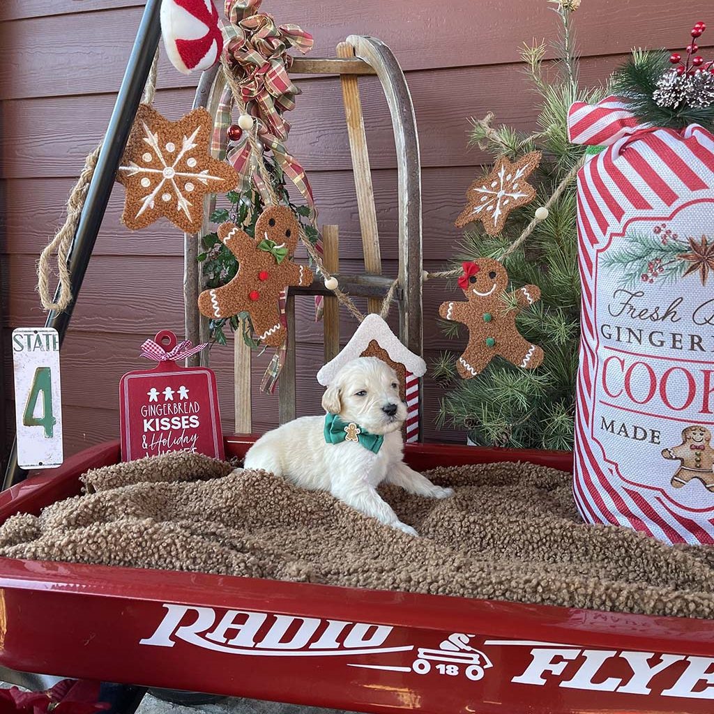 Ginger Bread Collar - BoyAVAILABLE