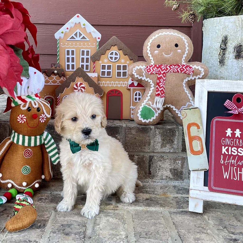 Gingerbread Man Collar - Boy AVAILABLE