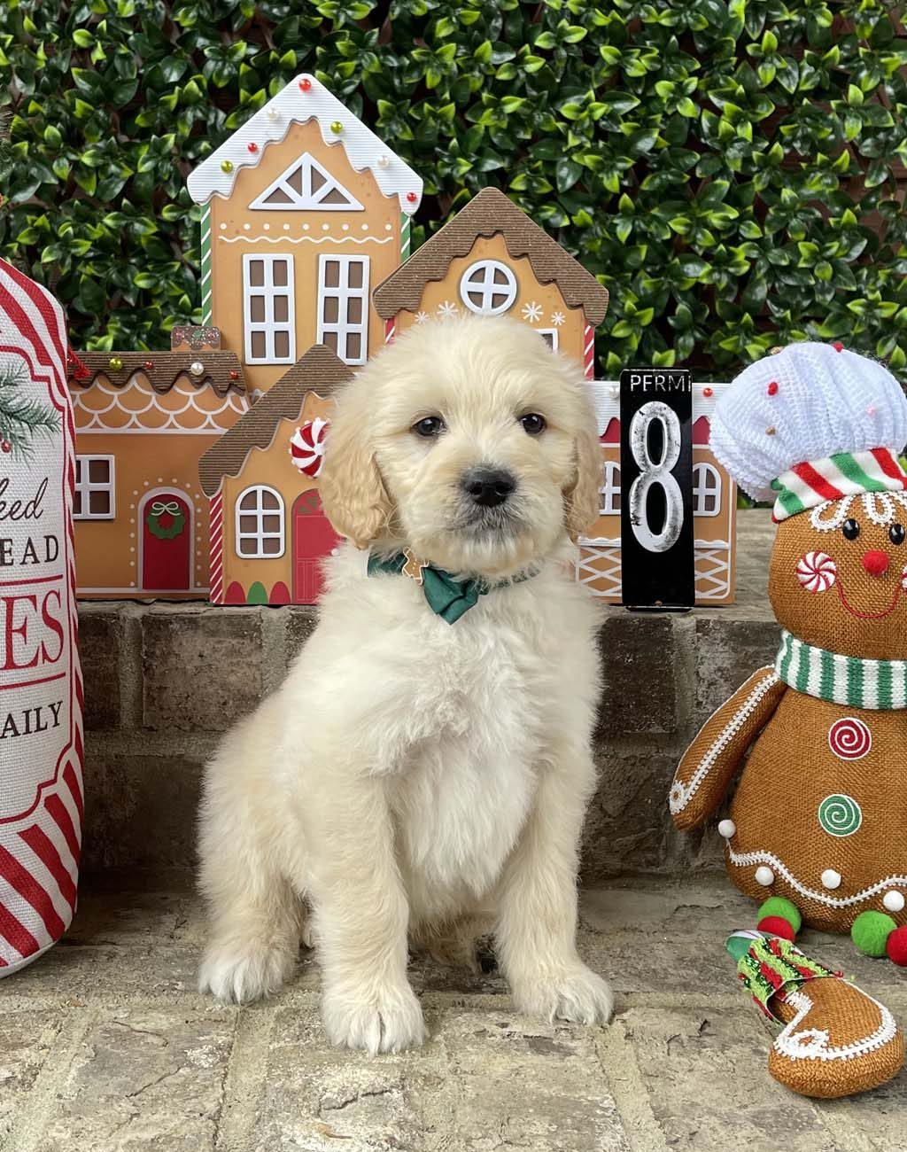 Gingerbread Man Collar - Boy AVAILABLE