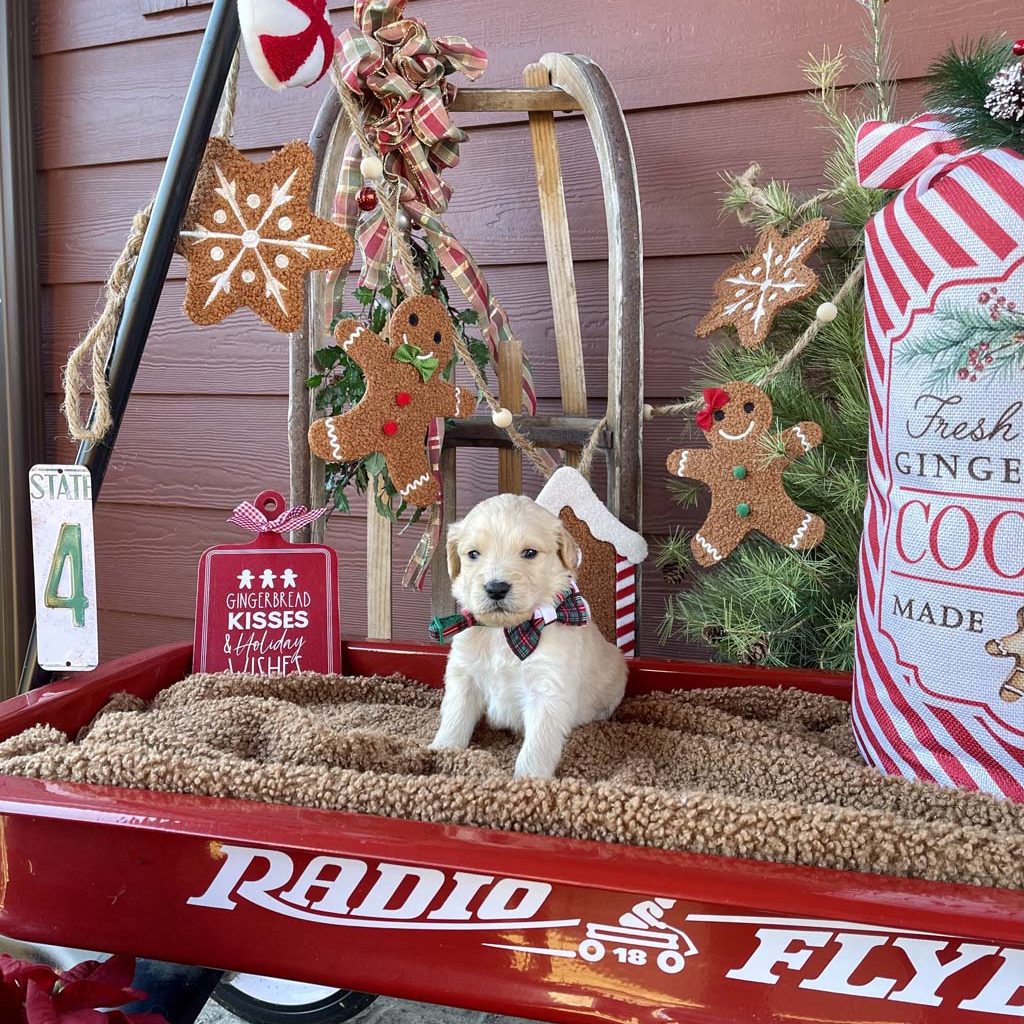 Holiday Plaid Collar - BoyAVAILABLE