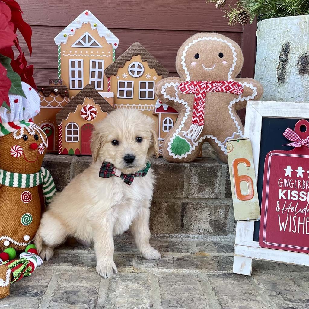 Holiday Plaid Collar - Boy AVAILABLE