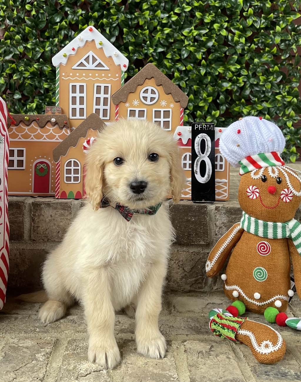 Holiday Plaid Collar - BoySOLD - Congratulations to the Daniels Family